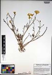 Eschscholzia californica image