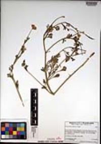 Eschscholzia californica image