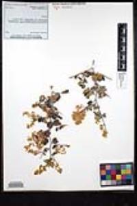 Ceanothus cordulatus image