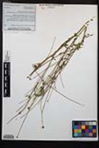 Poterium sanguisorba image