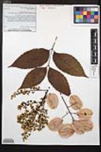 Koelreuteria bipinnata image