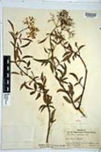 Sambucus cerulea image