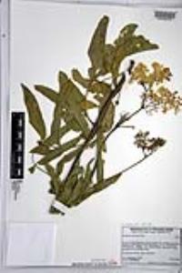 Sambucus cerulea image