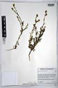 Amsinckia intermedia image