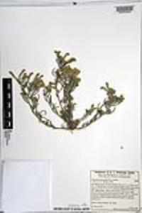 Johnstonella angustifolia image