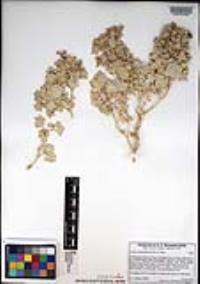 Atriplex hymenelytra image