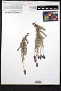 Lavandula x intermedia image