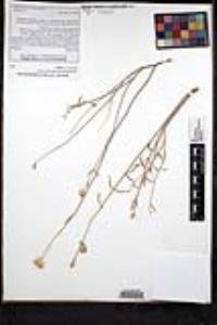 Monardella linoides image