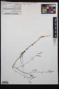 Epilobium brachycarpum image