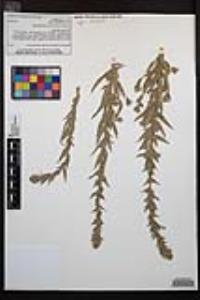 Epilobium densiflorum image