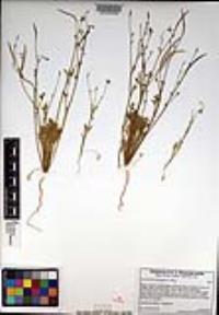 Eschscholzia minutiflora image