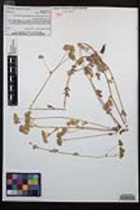 Horkelia tridentata image