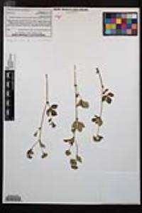 Drymocallis glandulosa var. reflexa image