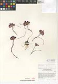 Allium fimbriatum var. fimbriatum image