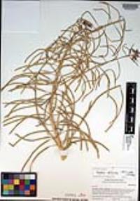 Boechera californica image