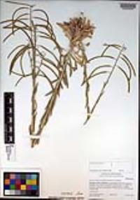 Boechera californica image