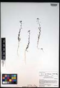 Descurainia pinnata subsp. brachycarpa image