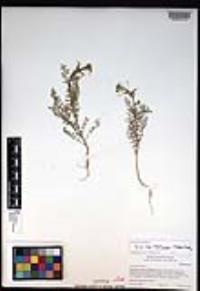 Descurainia pinnata subsp. brachycarpa image