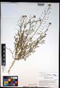 Descurainia pinnata subsp. brachycarpa image