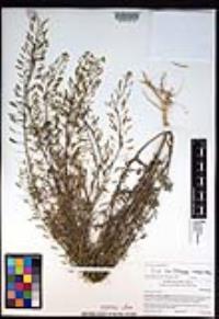 Descurainia pinnata subsp. brachycarpa image