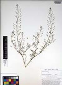 Descurainia pinnata subsp. glabra image