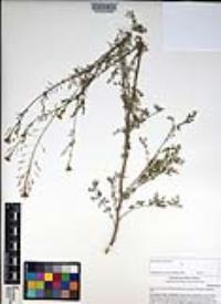 Descurainia pinnata subsp. glabra image