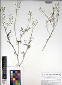 Descurainia pinnata subsp. glabra image