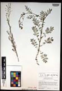 Descurainia pinnata subsp. glabra image