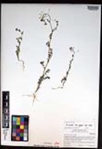 Descurainia pinnata subsp. glabra image