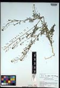 Descurainia pinnata subsp. glabra image
