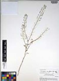 Descurainia pinnata subsp. glabra image