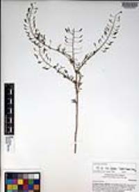 Descurainia pinnata subsp. glabra image