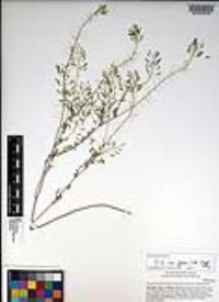 Descurainia pinnata subsp. glabra image