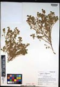 Lepidium didymum image