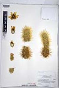 Cylindropuntia bigelovii image