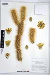 Cylindropuntia ganderi image