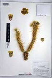 Cylindropuntia ganderi image