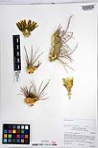 Ferocactus cylindraceus image