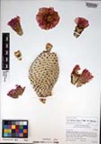 Opuntia basilaris var. basilaris image