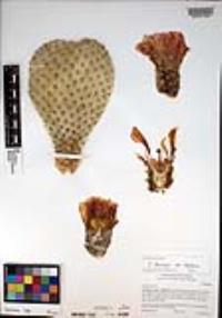 Opuntia basilaris image