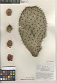 Opuntia leucotricha image