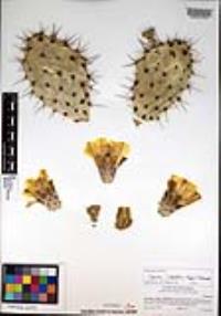 Opuntia littoralis image