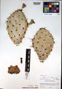 Opuntia littoralis image