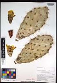 Opuntia littoralis image