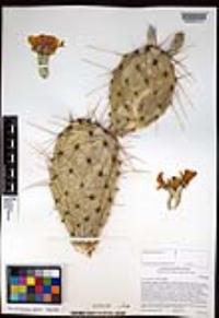 Opuntia phaeacantha image