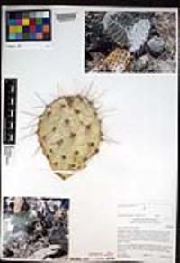 Opuntia phaeacantha image