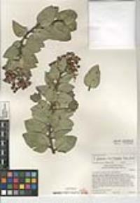 Arctostaphylos glandulosa subsp. leucophylla image