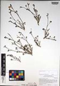 Eschscholzia minutiflora image