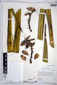 Yucca schidigera image