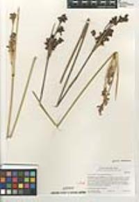 Juncus acutus image